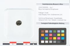 Foto (Objekt + Etikett) von Musa macrosperma Ettingshausen (NHMW-GEO-2024-0188-9008)